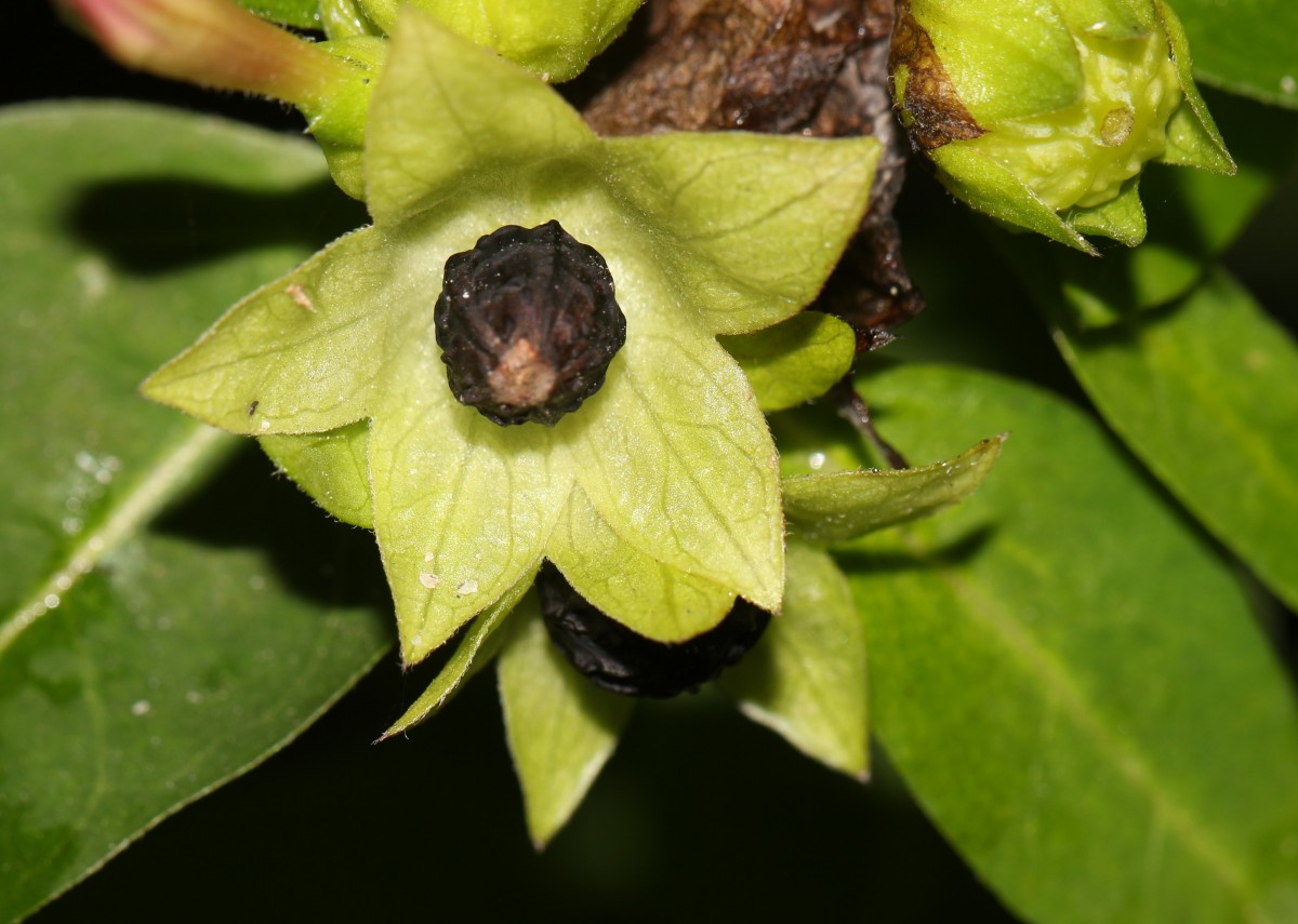 Mirabilis jalapa L.